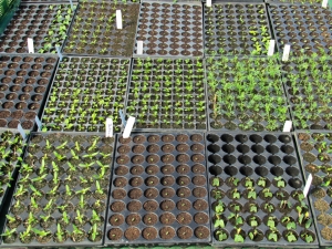 organic-seedlings