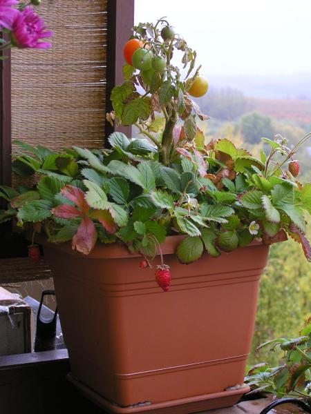 balkonové jahody
