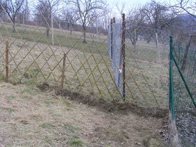 vysazený vrbový plot
